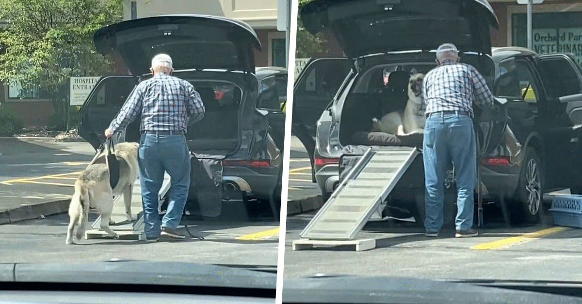 rampa per aiutare il suo anziano cane a salire in auto
