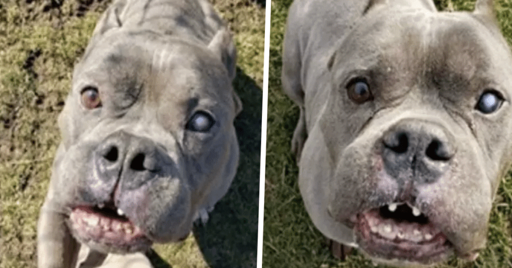 Il Cagnolone Che Nessuno Voleva Adottare Per Il Suo brutto Aspetto 