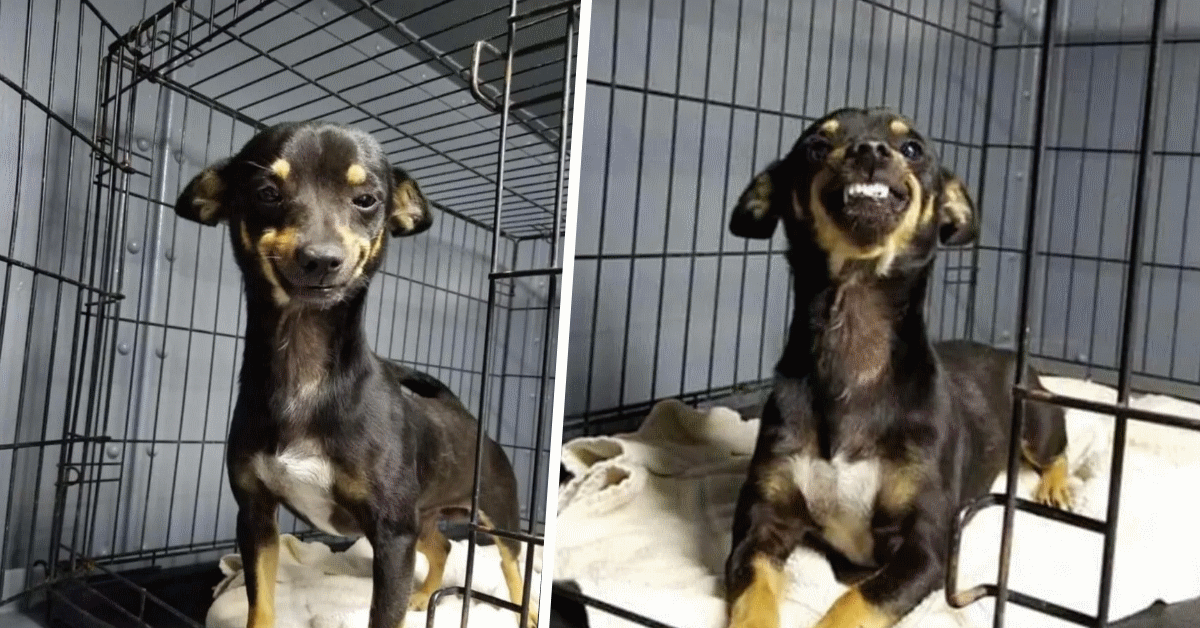 cane sorriso cane sorride adottato