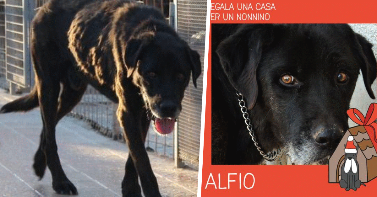 la storia di alfio cane anziano