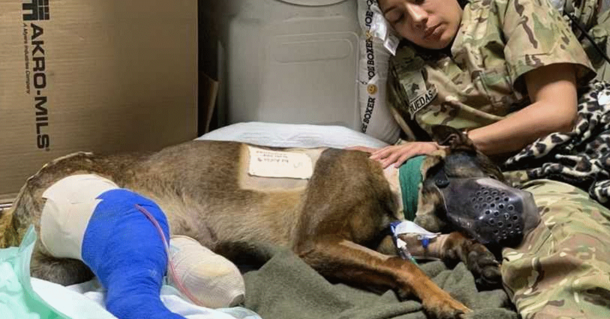 CANE soldato esercito ferito scontro a fuoco