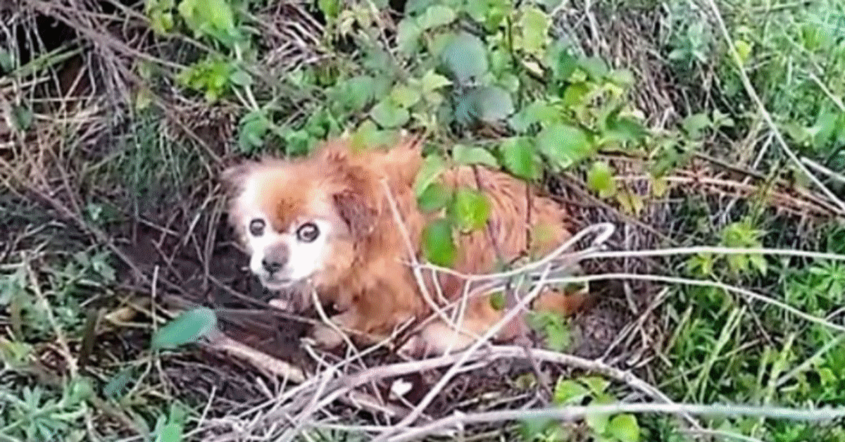 cagnolina abbandonata in un cespuglio