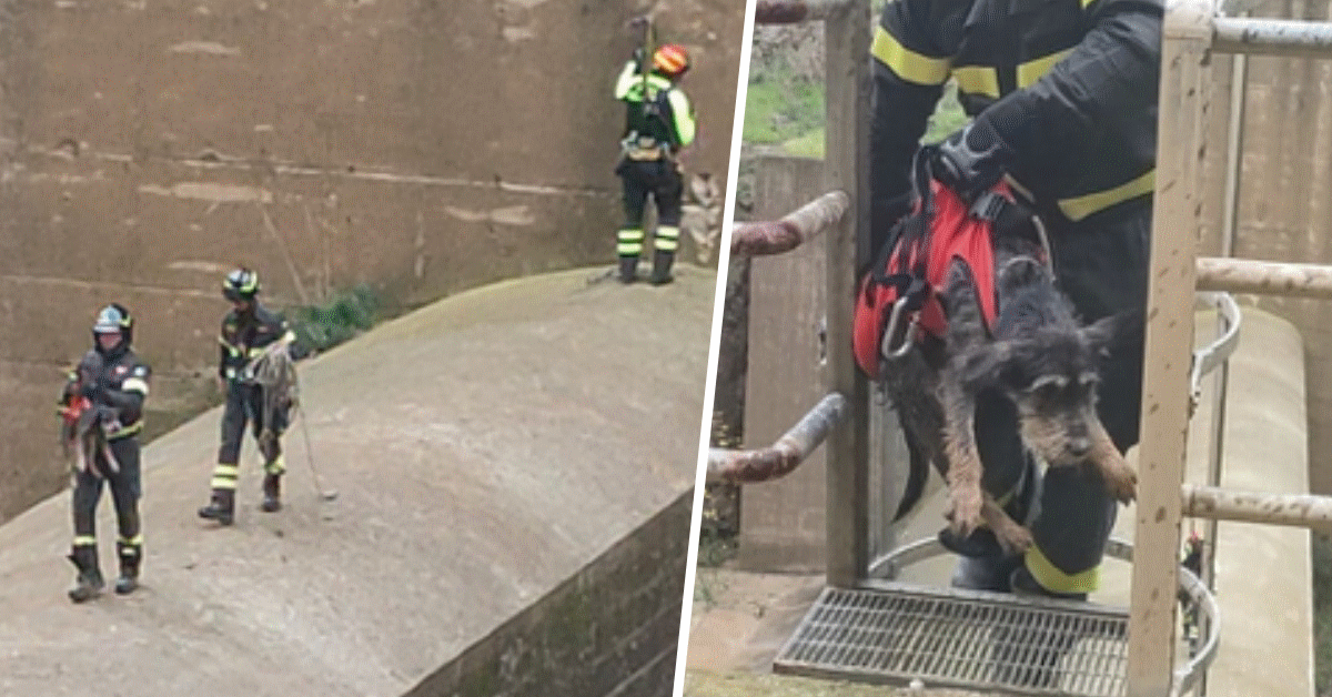 cagnolino salvato dai vigili del fuoco diga