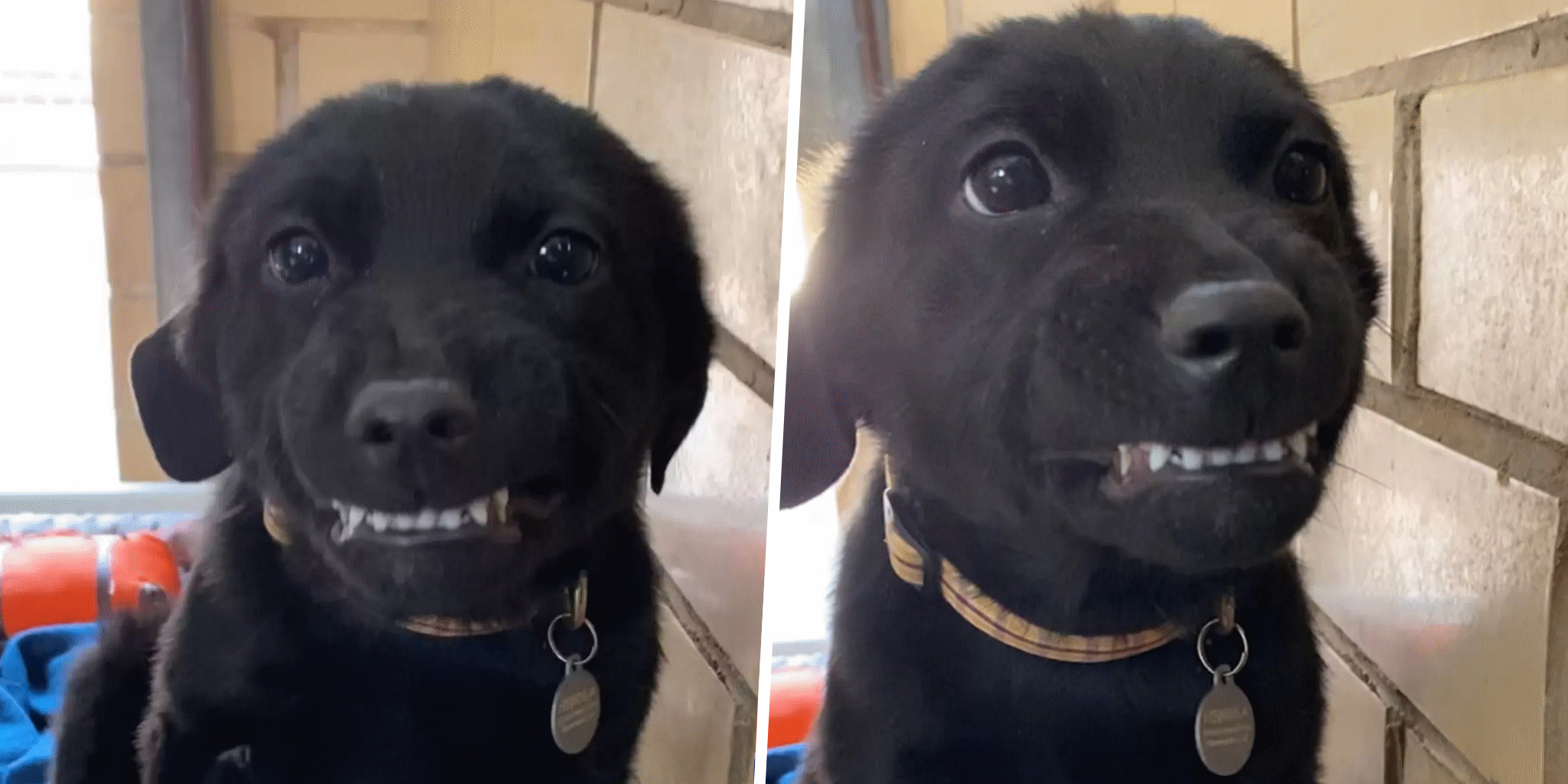 tenero cucciolo sorride