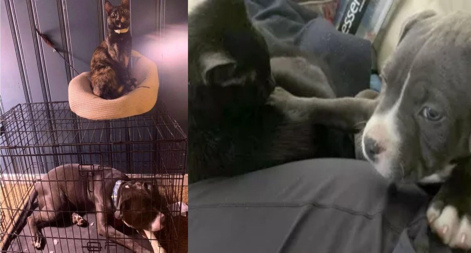 Winston, il cane che fa le fusa ogni volta che viene accarezzato