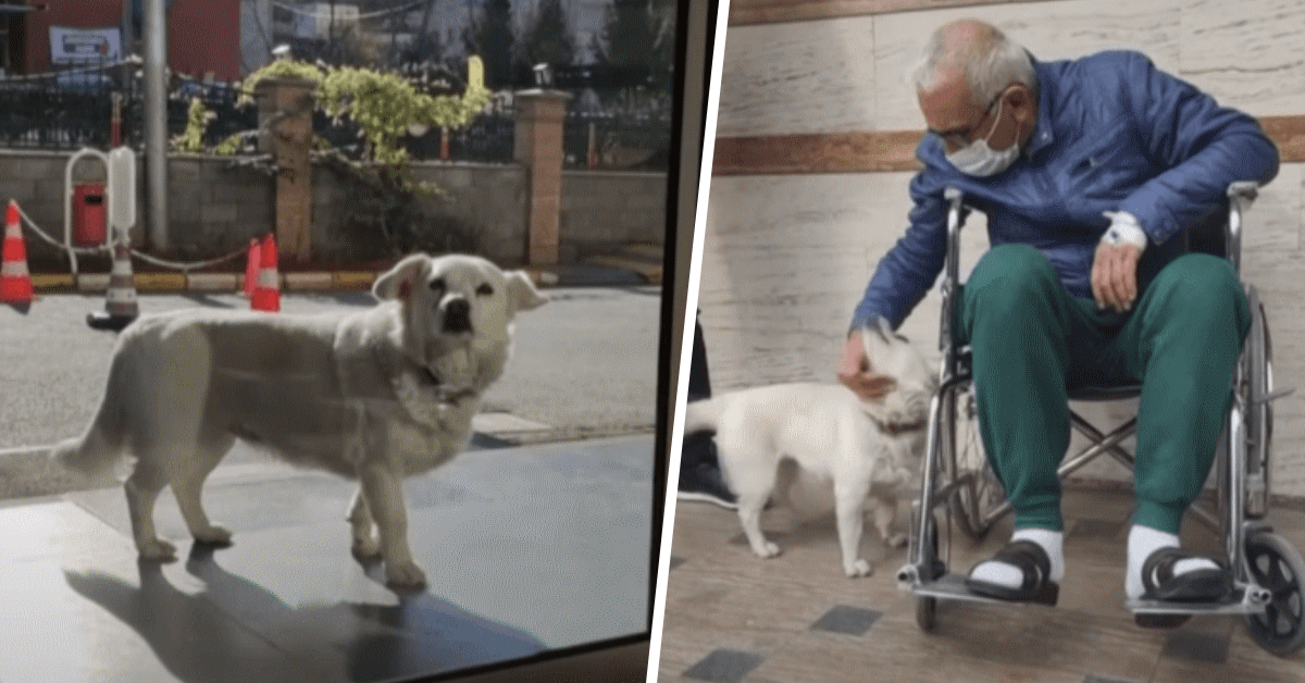 cagnolina proprietario ospedale