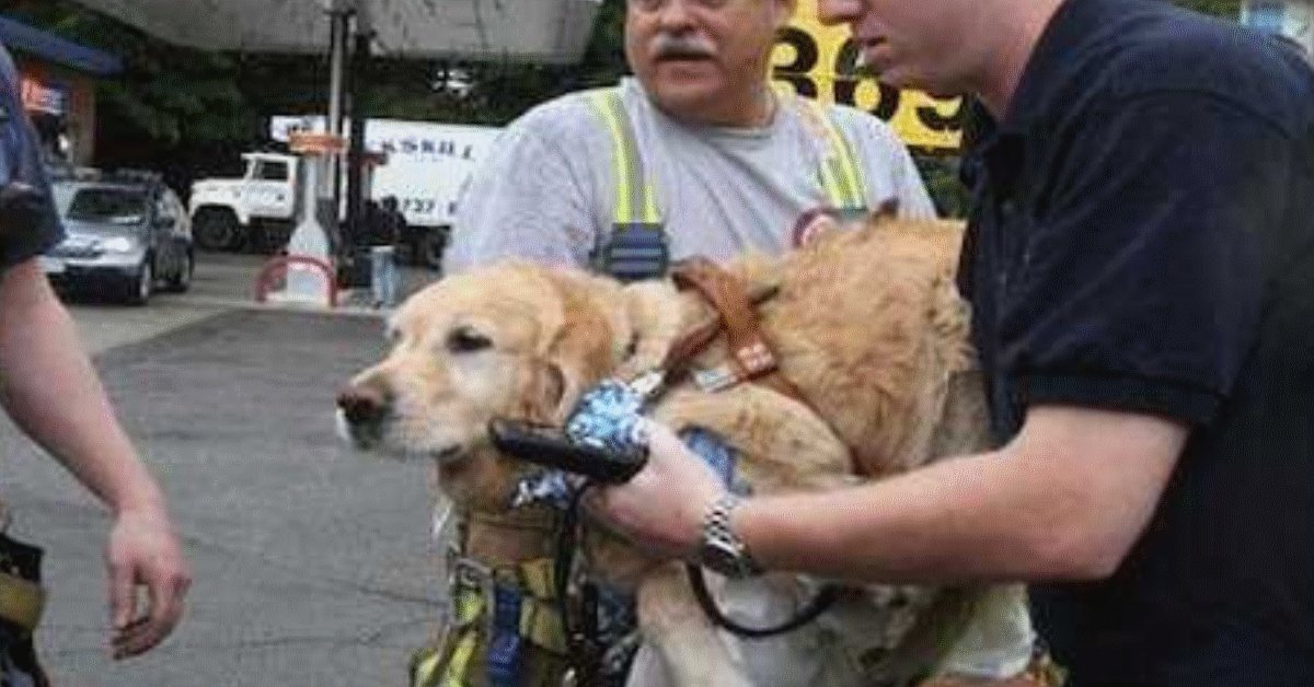 cane guida e tra autobus e proprietaria cieca