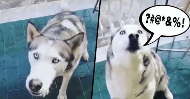 husky diventa virale