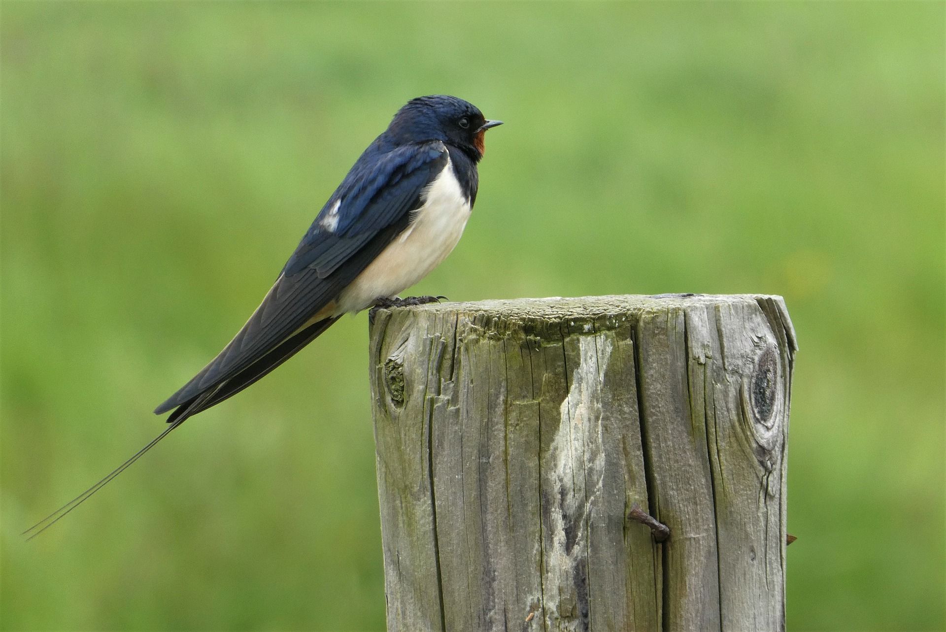 uccelli migratori