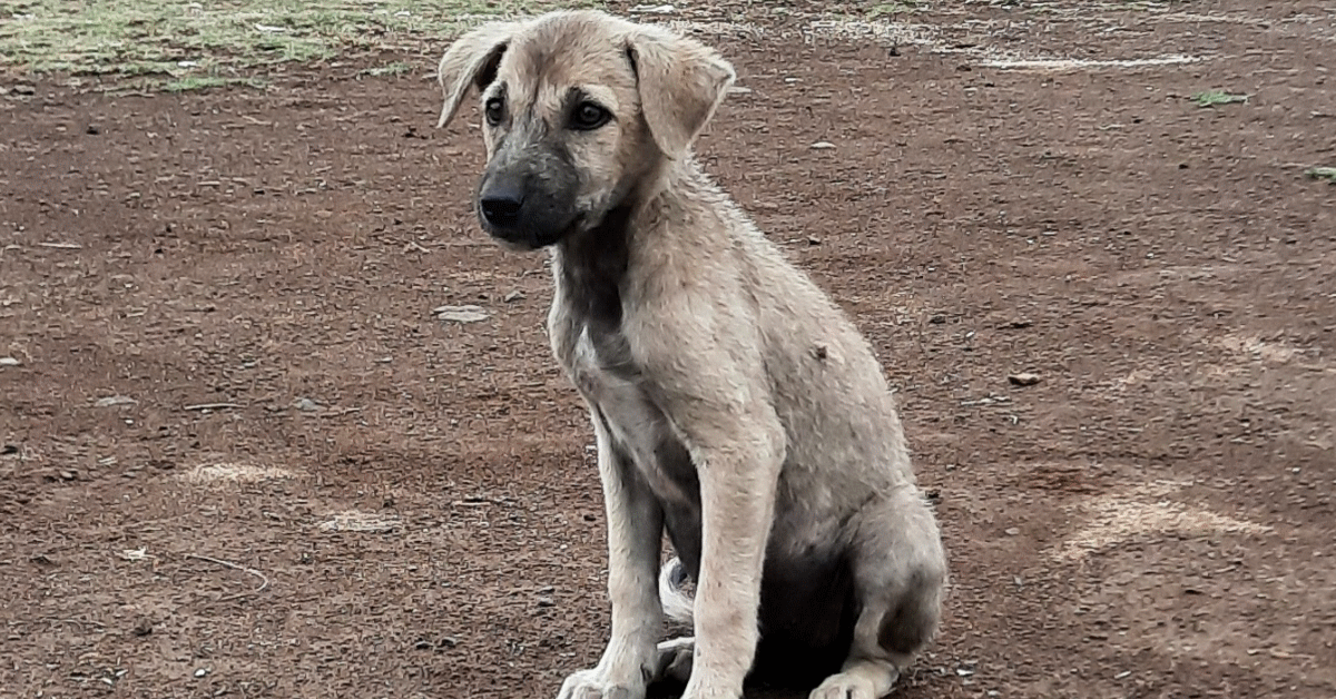 cagnolina pastore cecoslovacco foto free