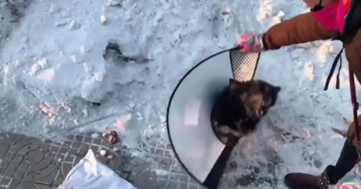 il video cane intrappolato nel ghiaccio