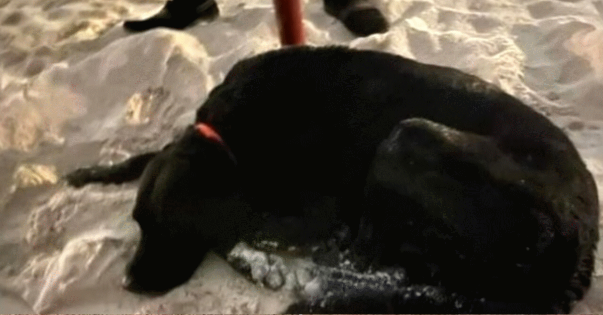 tra le onde cane mare spiaggia