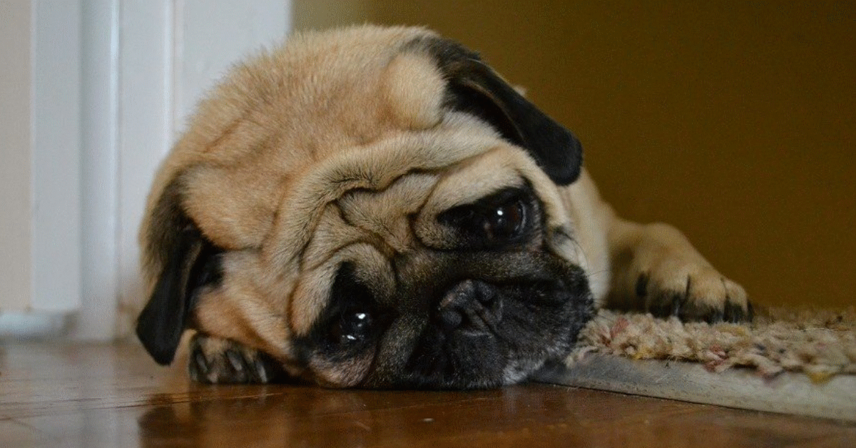 cane piange proprietaria