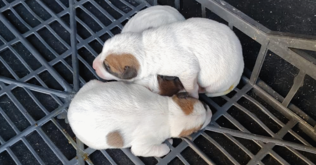 cuccioli cassetta vigili urbani