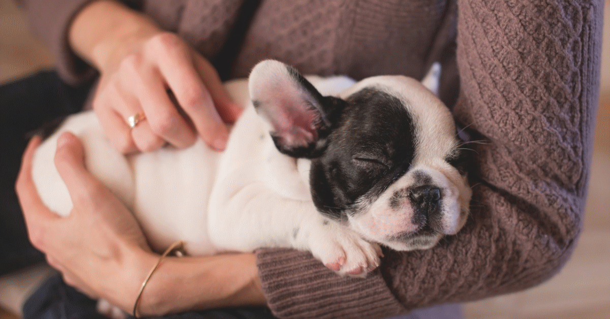 la lettera veterinario del cane