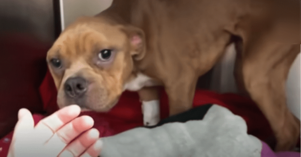 Pitbull piange di gioia dopo aver capito di essere stato adottato dopo ...