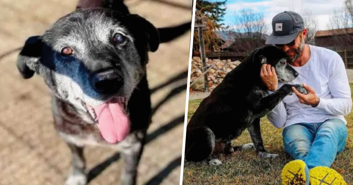 ADOTTA CANE 16 ANNI ANZIANO