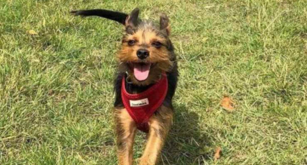 Chewie, il cane eroe che ha salvato la vita del suo padrone ...