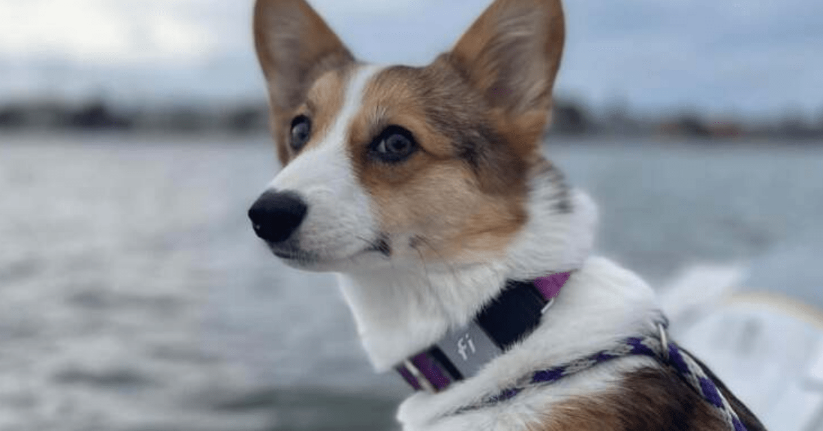 cagnolina cade in mare