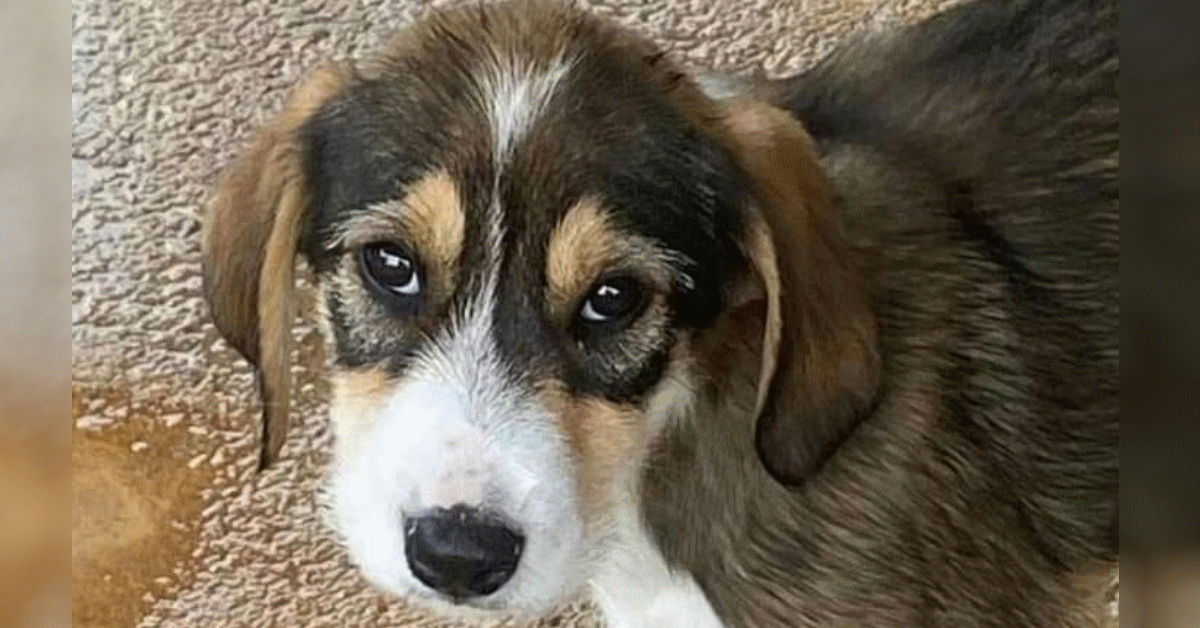 cane adottato cucciolo