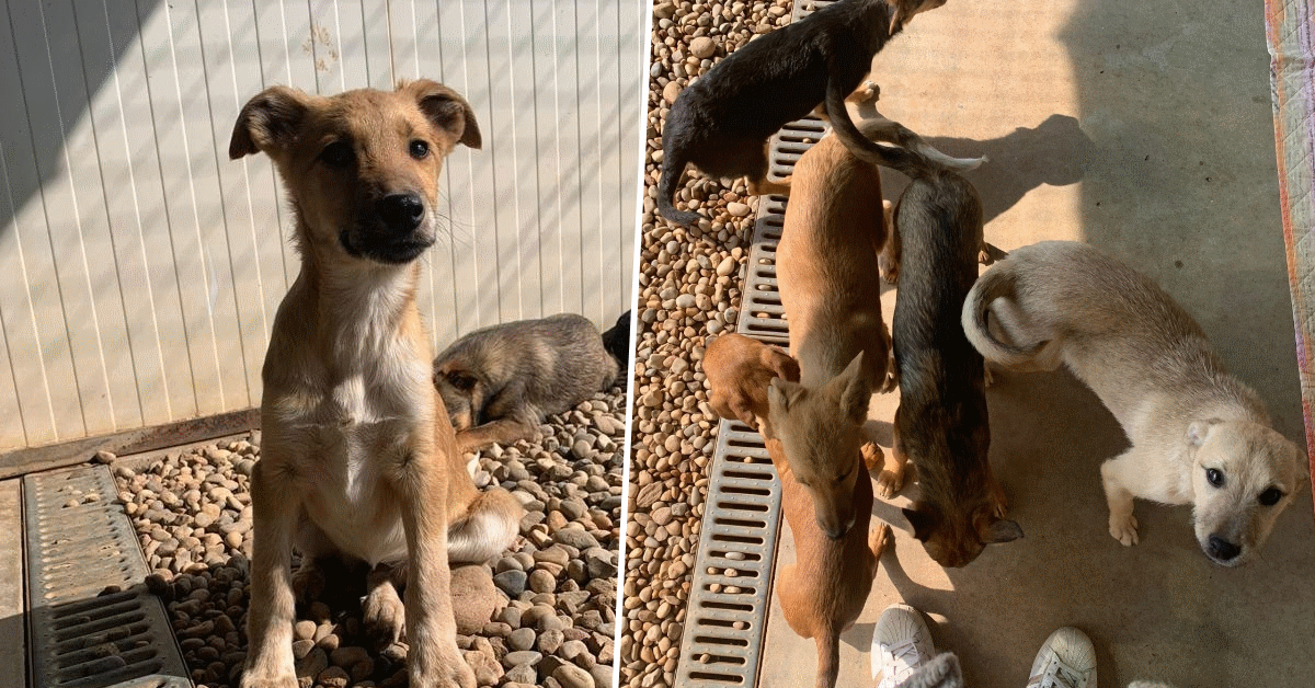 cane cuccioli ucraina