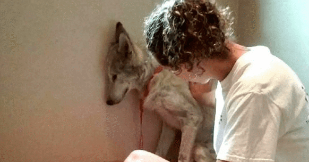 cane lupo angolo