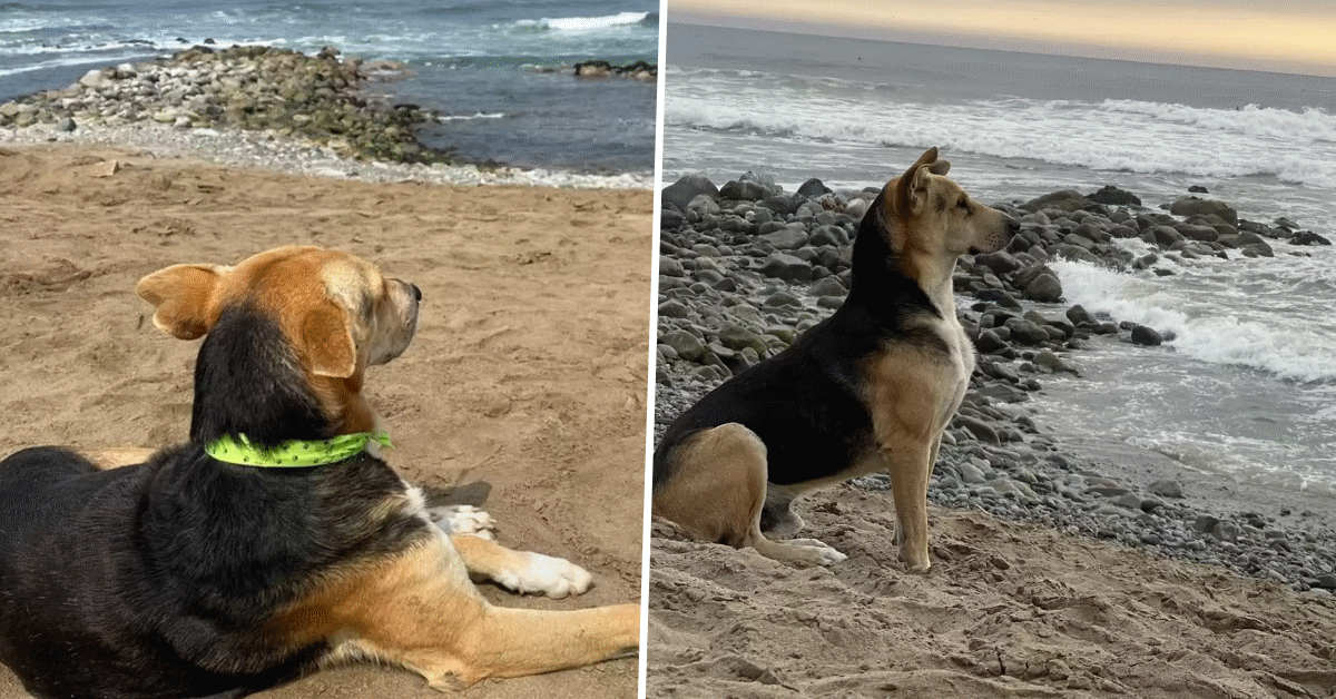 cane passa giornate a fissare il mare vaguito