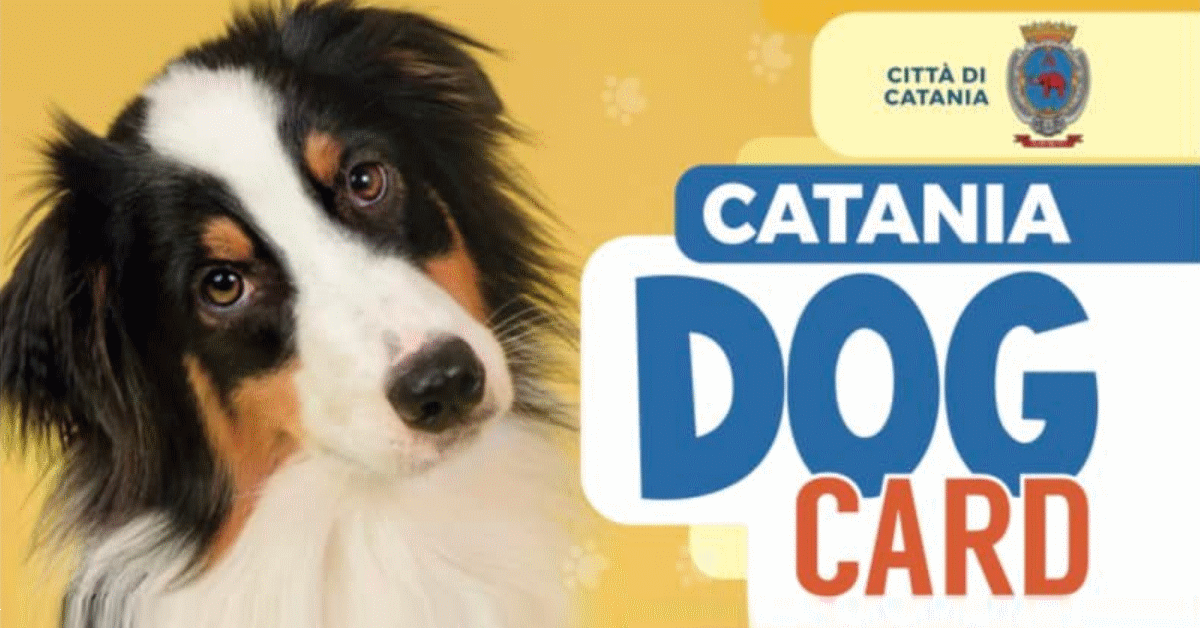 catania dog card