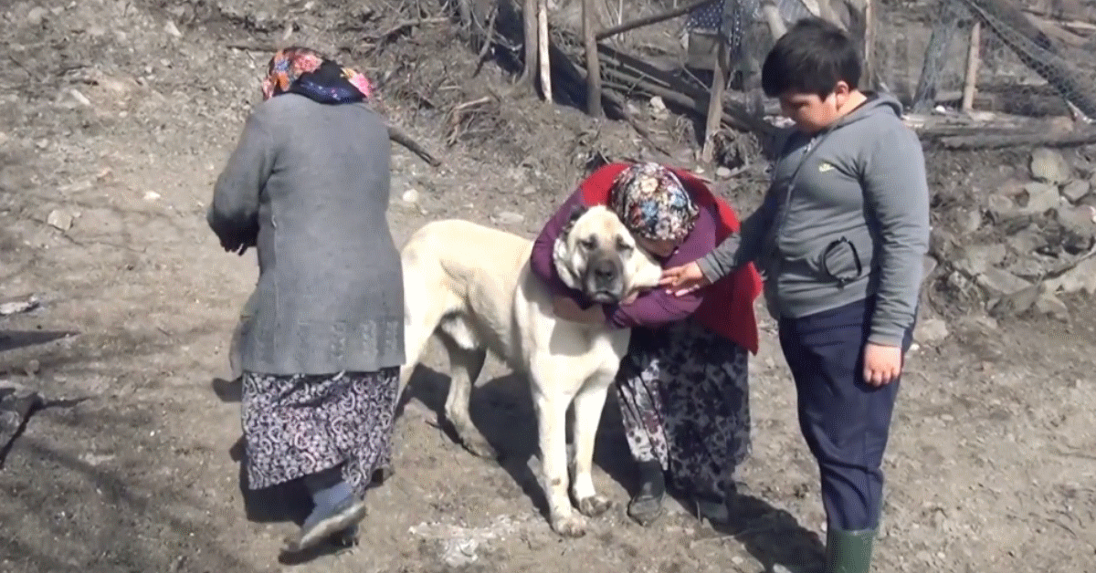 TATAR CANE EROE VILLAGGIO