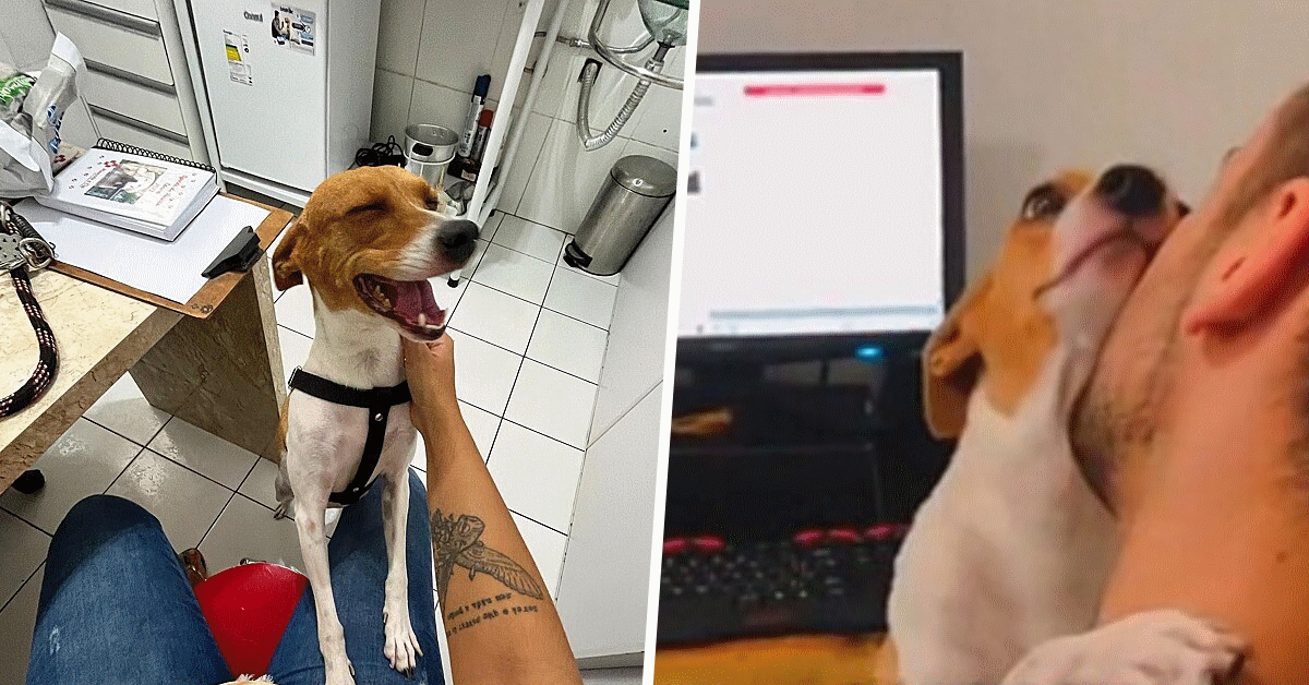 cagnolina attenzioni proprietari
