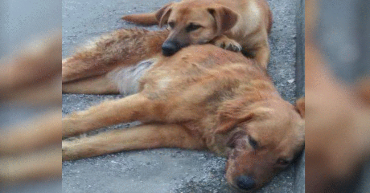 cagnolona lasciata in strada agonizzante incidente