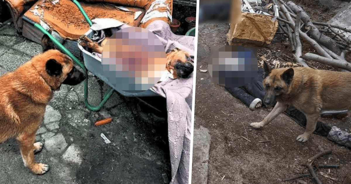 cane ucraina bucha