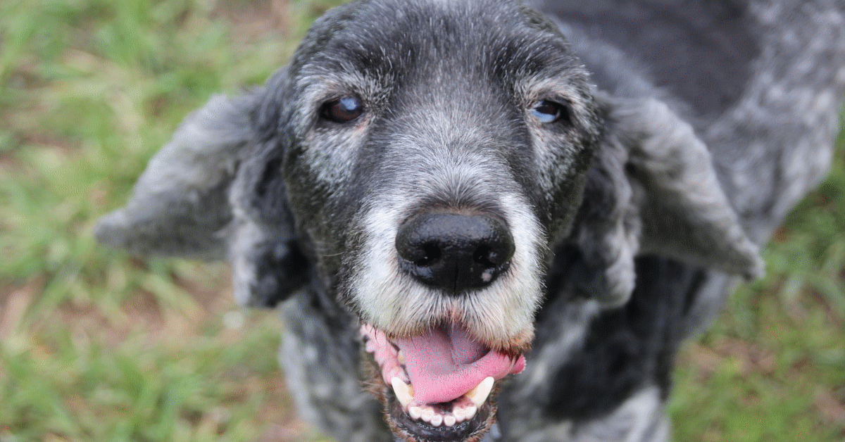 cane valentino