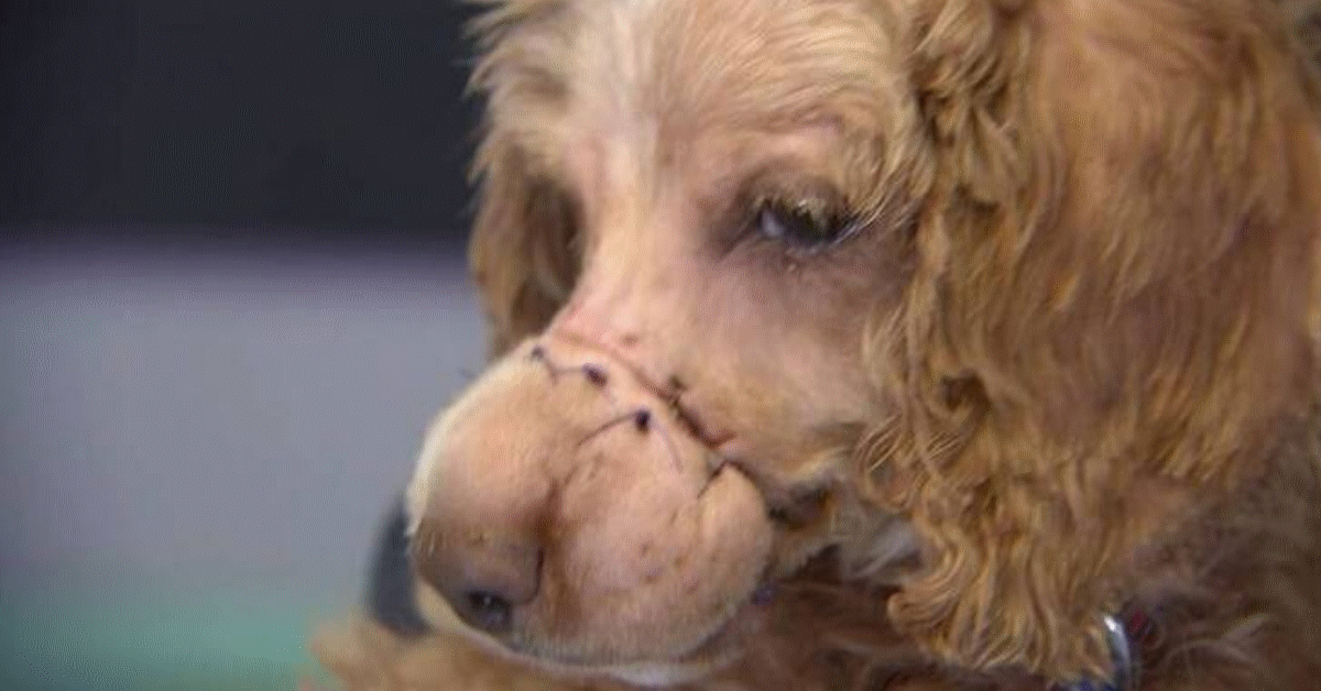 fascetta muso cagnolina salvata