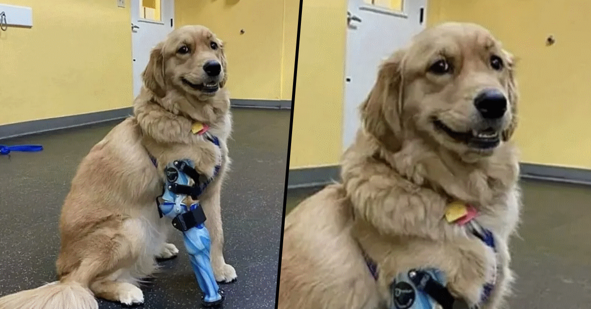 golden retriever protesi cane torna sorriso