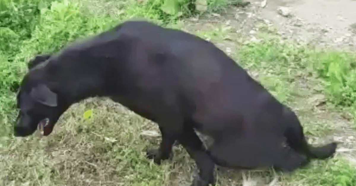 cagnolina trascinava umani