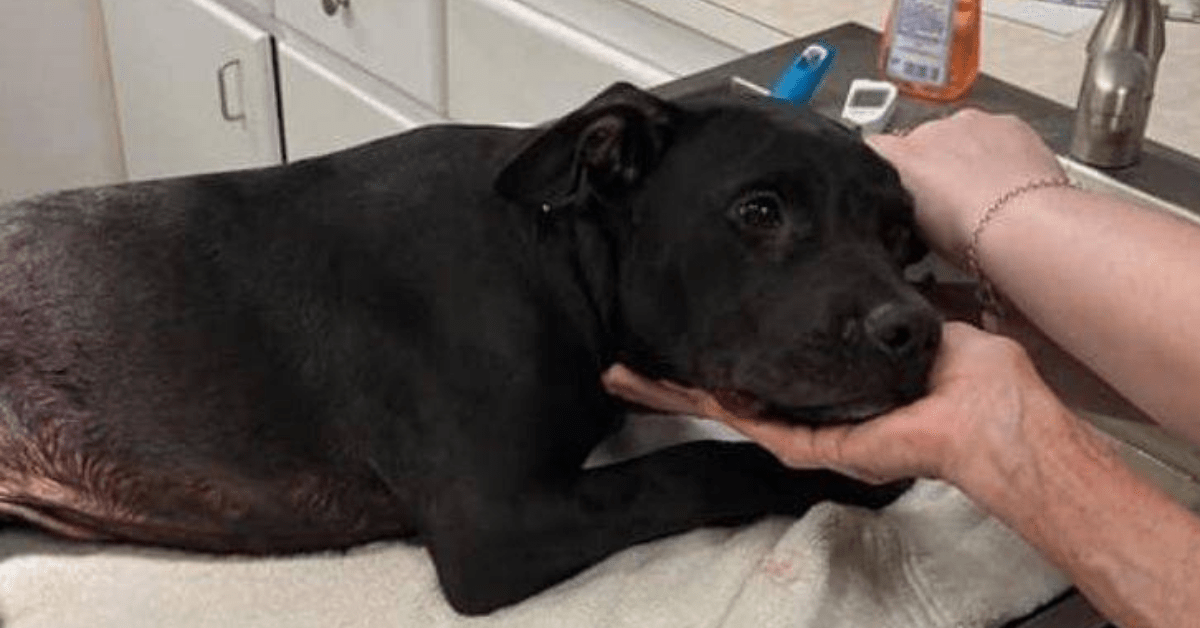 cane lanciato dall'auto