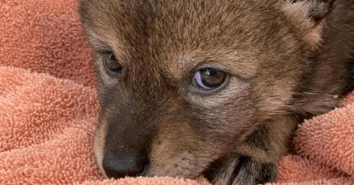 credevano fosse un cucciolo di cane