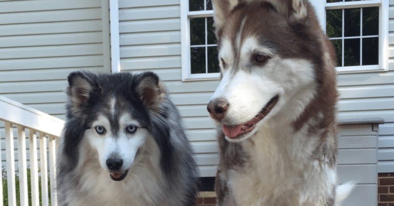 due cani salvano anziana