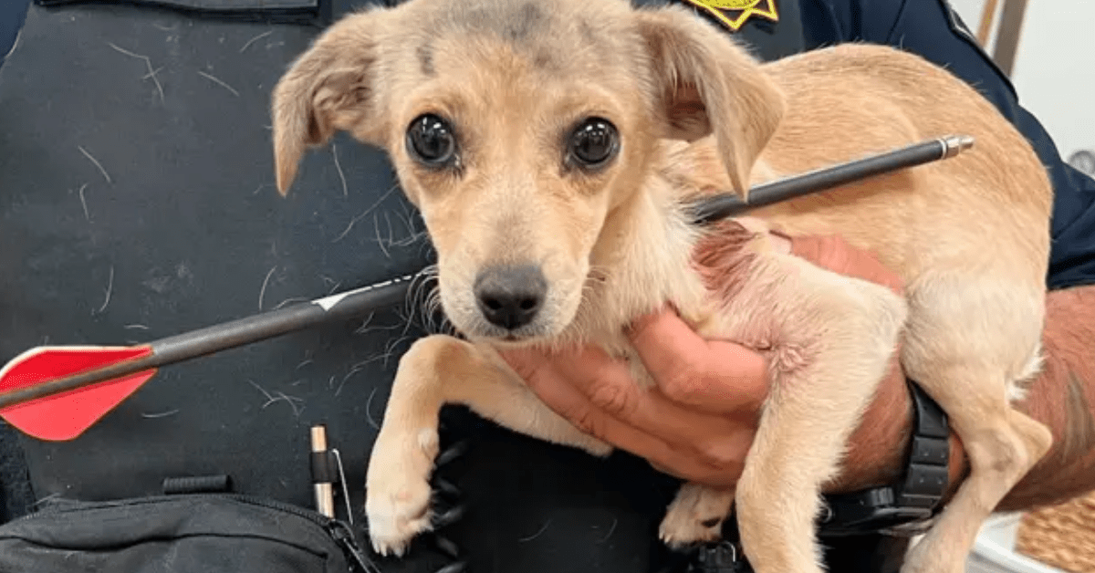 cagnolina freccia nel collo