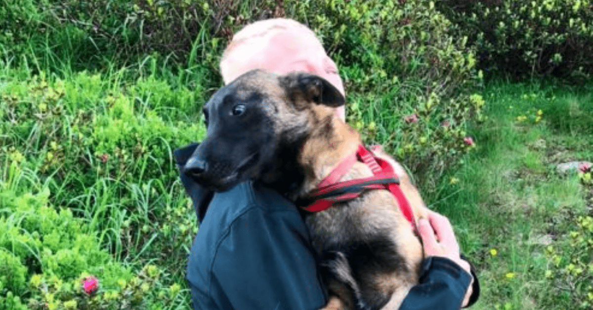 cane salvato vigili del fuoco