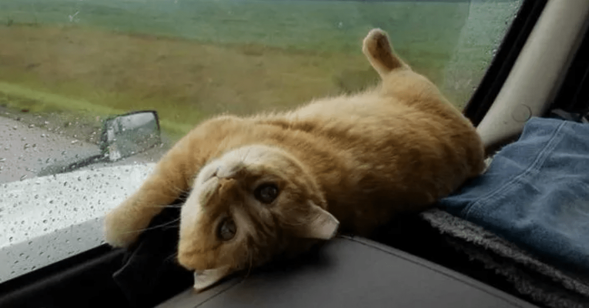 gattino ferito di camionista