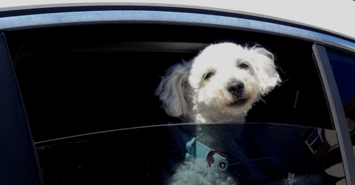 finestrino cane chiuso in auto