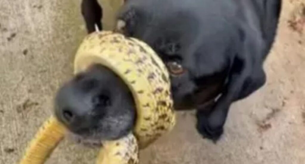 Cane rientra a casa con il muso avvolto da un serpente Tecnologia e