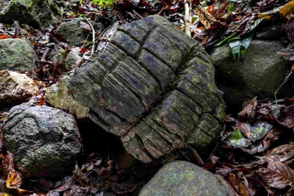 Foresta pietrificata in Panama