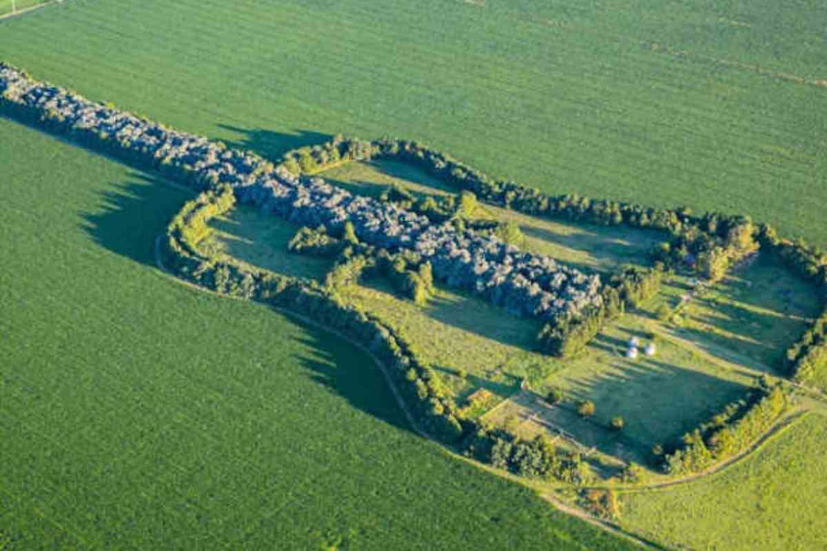 Pianta 7000 alberi formando una chitarra per omaggiare la sua defunta moglie