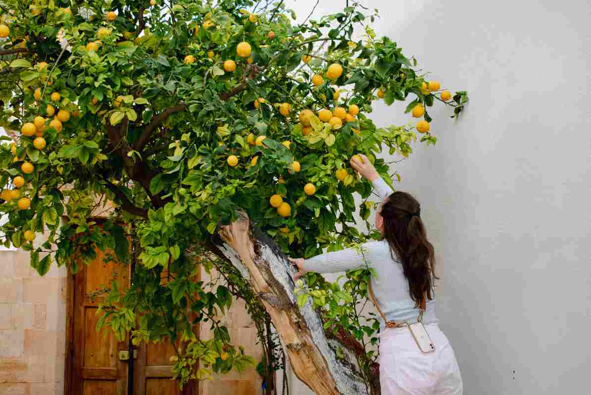 I tuoi limoni non saranno più gli stessi, la ricetta del fertilizzante fatto in casa sta spopolando