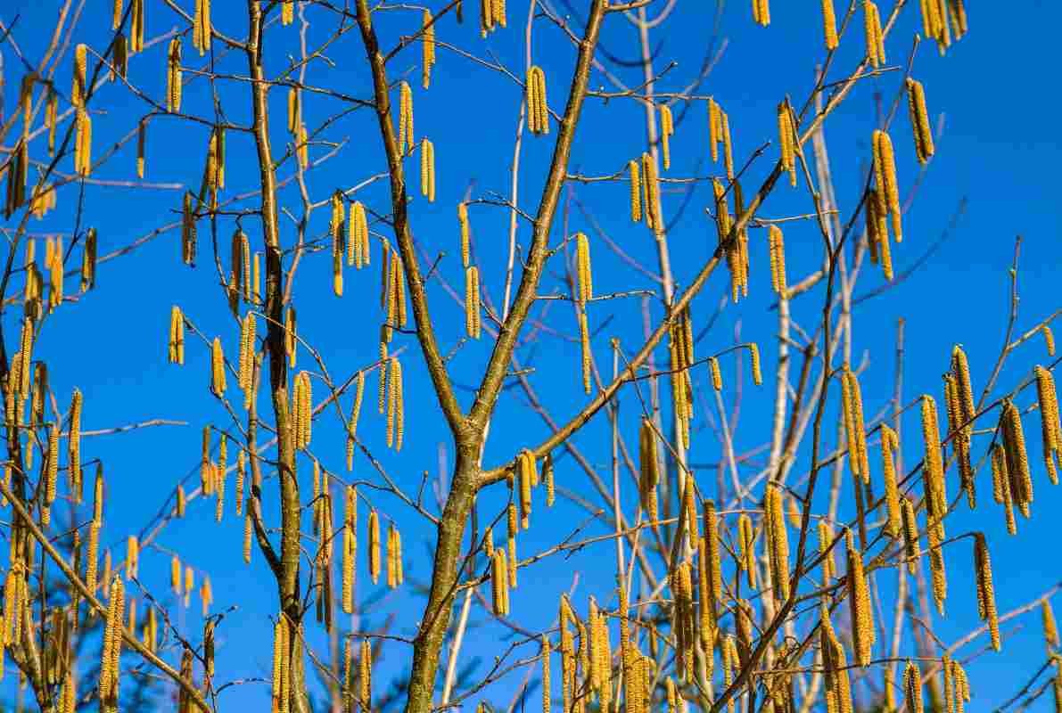 Il potenziale sconosciuto dell'albero di nocciolo