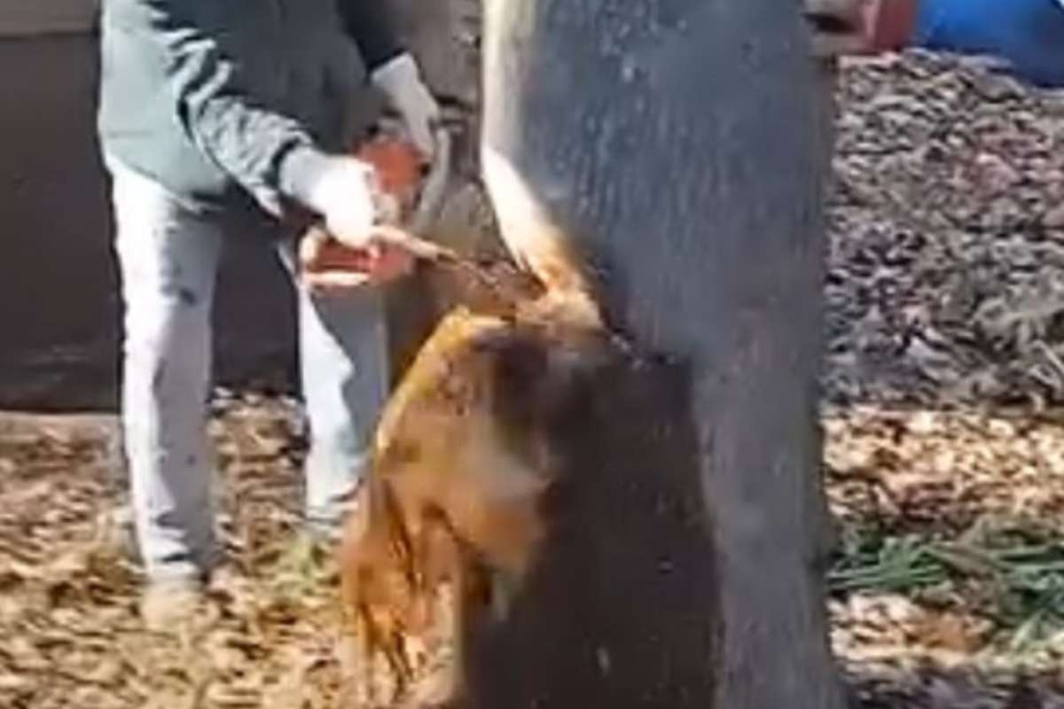 Tagliano un albero ed accade l’ impensabile, dal tronco fuoriesce un liquido strano: di cosa si tratta