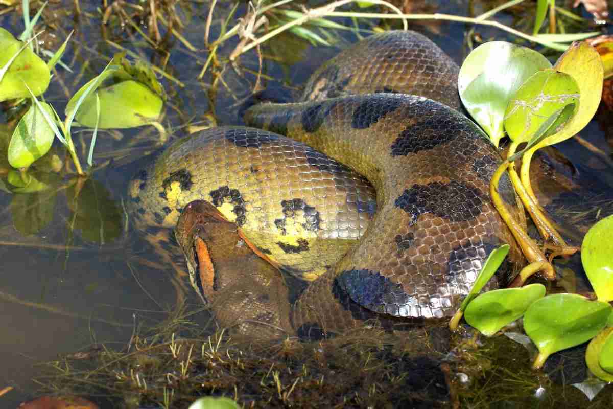 Una rivelazione straordinaria: la scoperta di una nuova specie di anaconda gigante